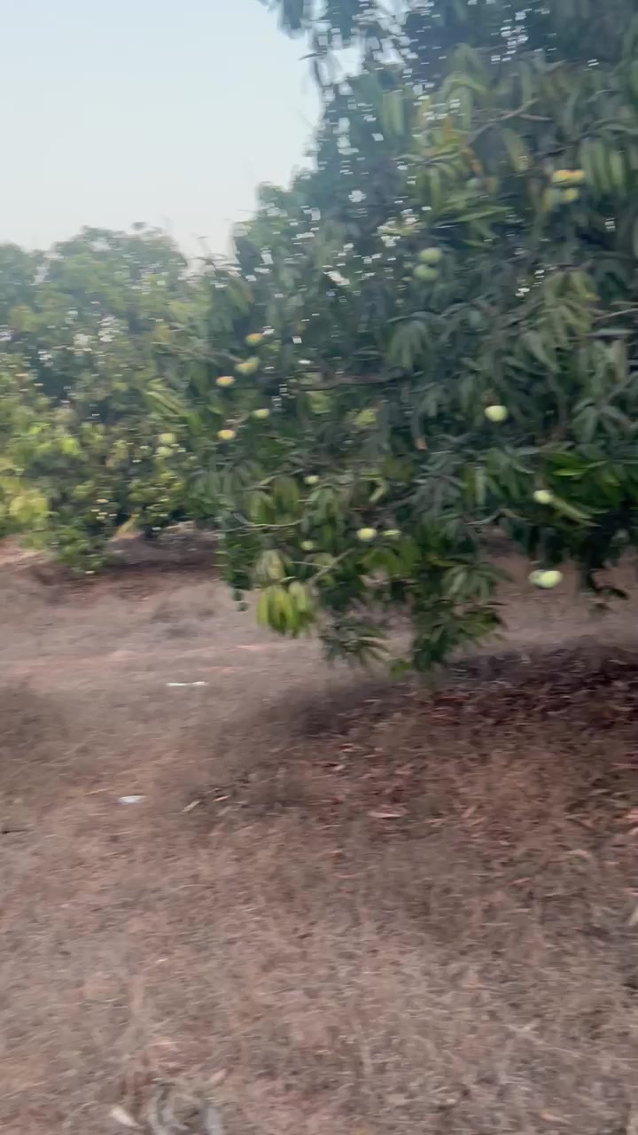 Plot For Sale  In Mango Farms  In Avadi