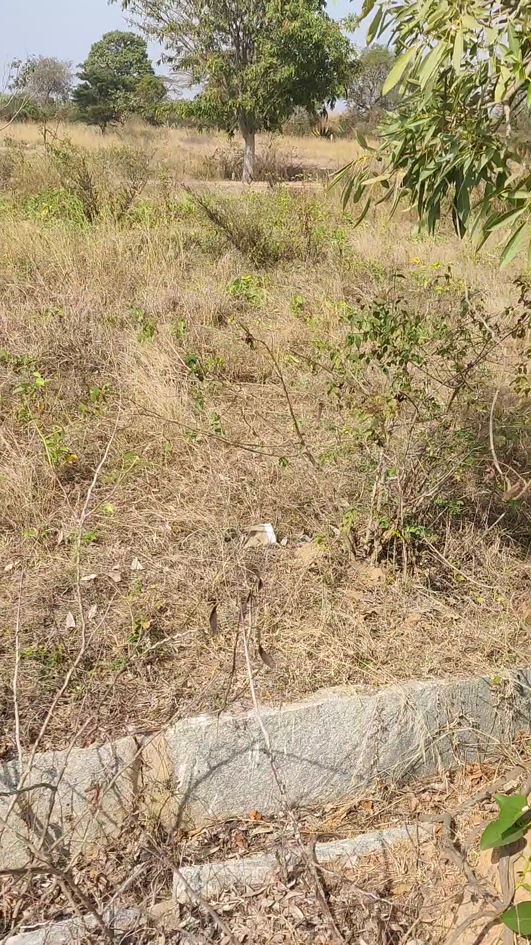 Plot For Sale  In Vinsco Blossoms Enclave In Chickballapur Private Bustand