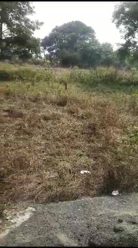 Plot For Sale  In Shirgaon