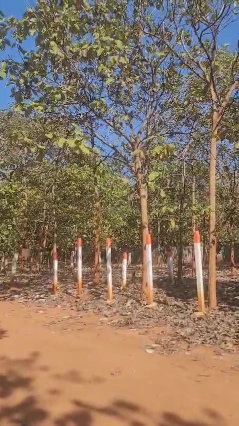 Plot For Sale  In Shamshabad Plot