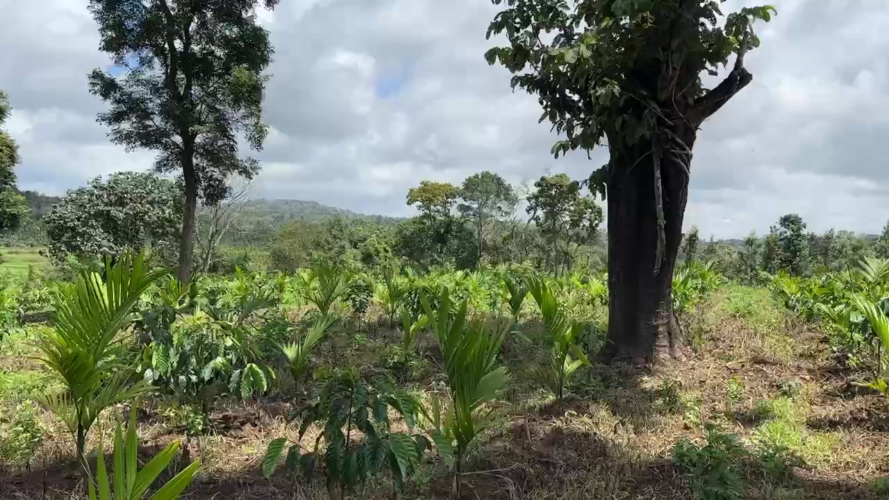 Plot For Sale  In Yakub Farm Land In Yeswanthpur