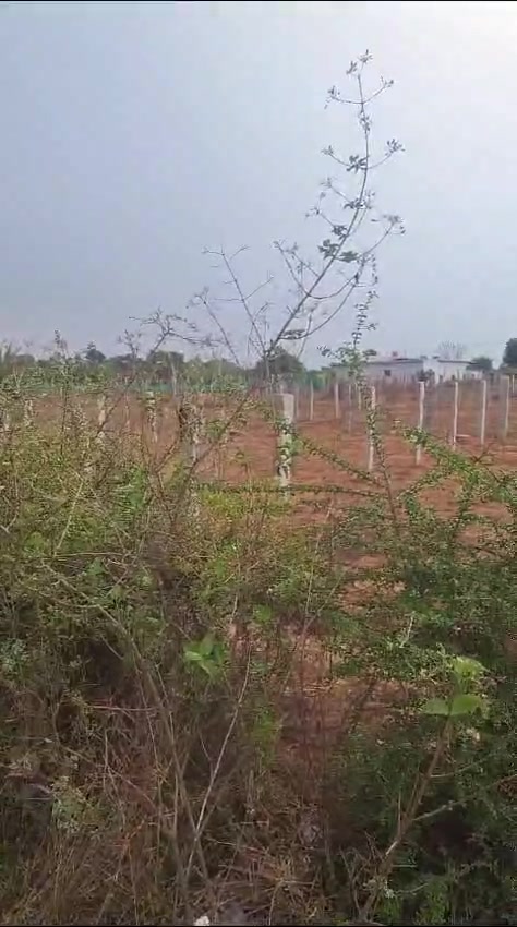 Plot For Sale  In Gokare