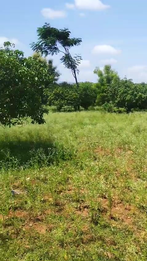 Plot For Sale  In Doddasadanahally