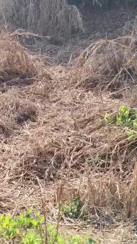 Plot For Sale  In Bekare