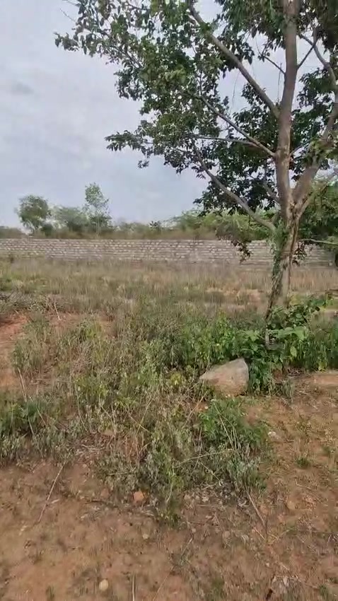 Plot For Sale  In Ramdas Pally