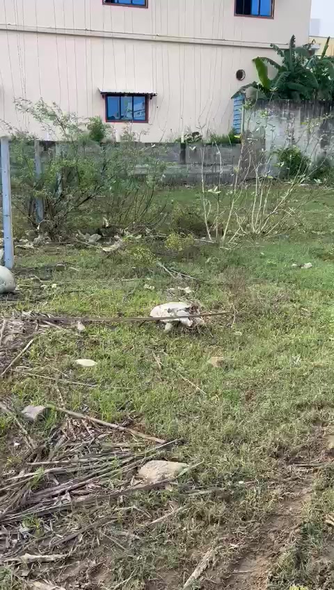 Plot For Sale  In Mangadu