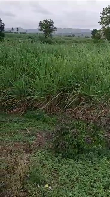 Plot For Sale  In Loni Kalbhor