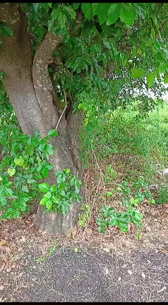 Plot For Sale  In Kattankulathur