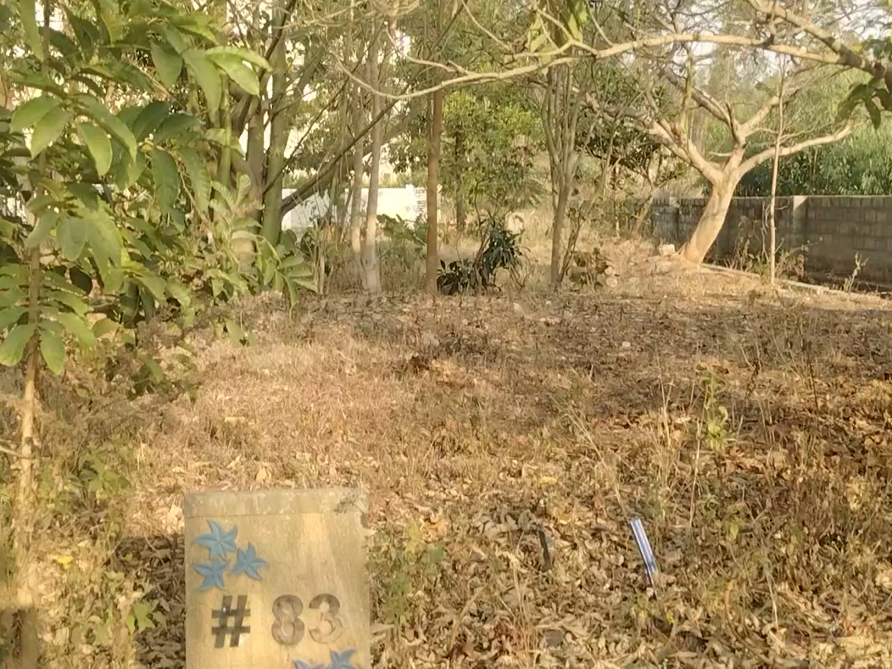Plot For Sale  In Bird Of Paradise In Tharahunise