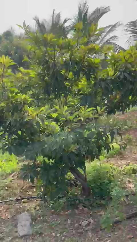 Plot For Sale  In Kummera