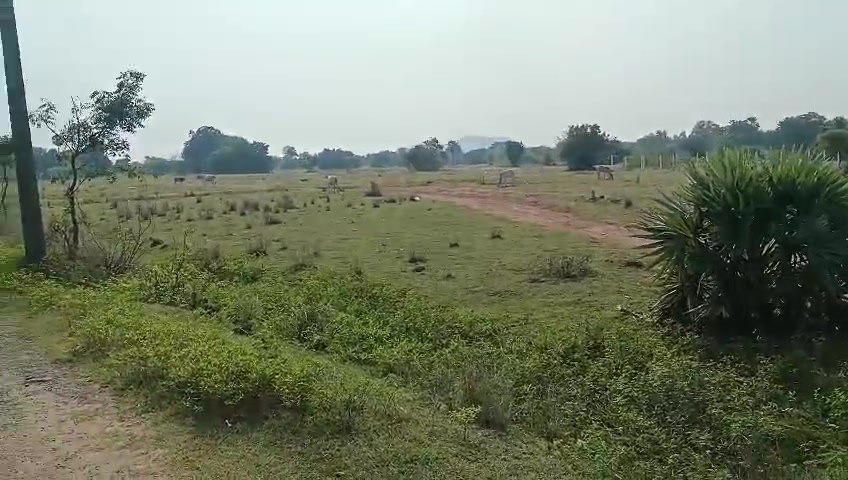 Plot For Sale  In Chooaimedu
