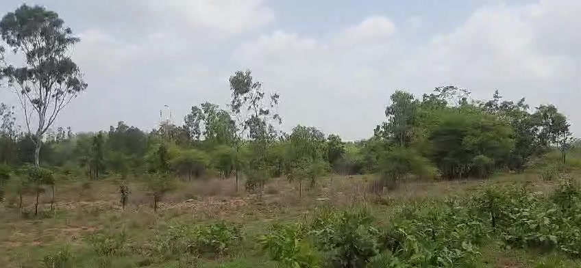 Plot For Sale  In Bannikuppe